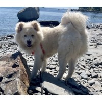 Pet of the Week: Sora! (8/10)