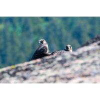 Temporary closures for peregrine falcon nesting in Acadia National Park in 2024