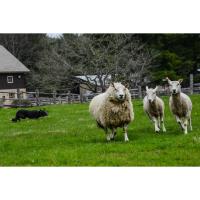 Billings Farm & Museum Features Sheep Shearing & Herding 