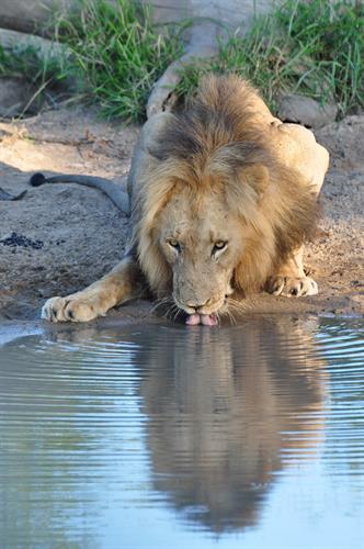 Gallery Image Lion_Africa_Safari.jpg