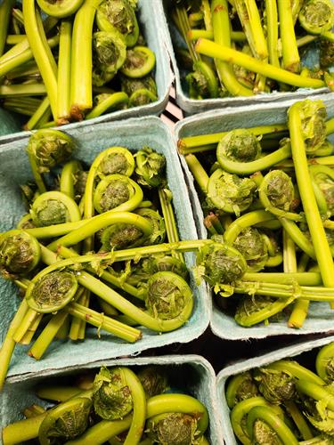 Wildcrafted fiddleheads