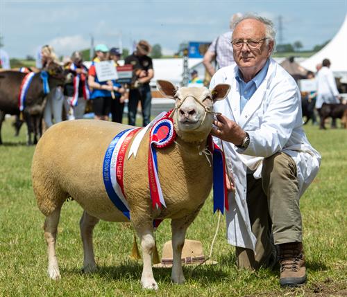 Royal Bath & West Show 2019 - Supreme Champion Sheep