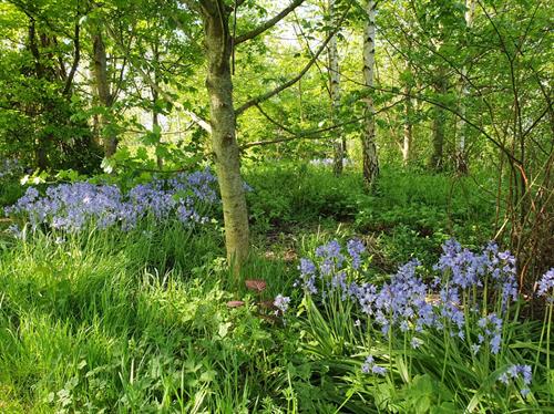 Bluebells in the small copse