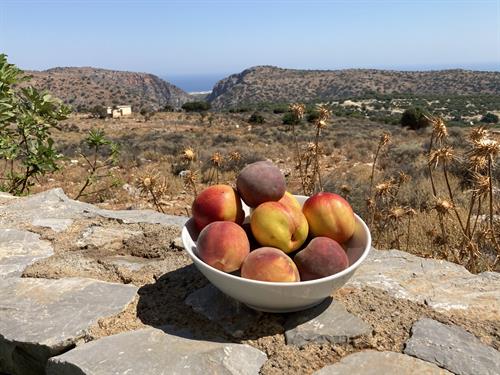 Fruit bowl