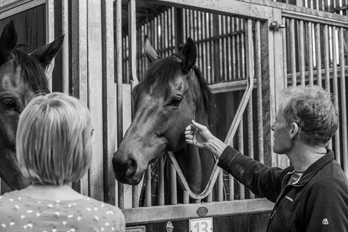 Horse in the Stable