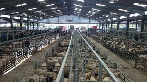 Livestock Pens