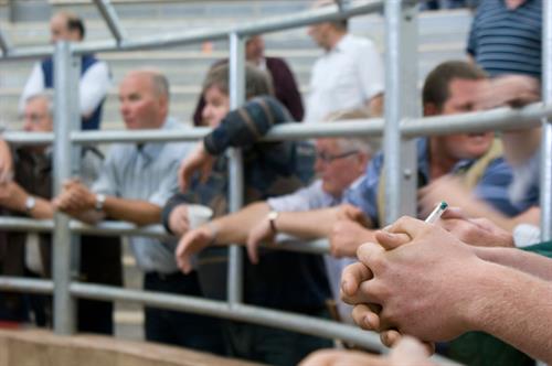 The Livestock Rings