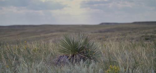Dry Land Colorado Inspiration