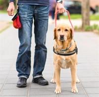 Member Event:  All About Service Animals (via Zoom)