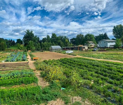 The produce grown on our 1 acre Longmont Farm is donated back to low-income families throughout Boulder County