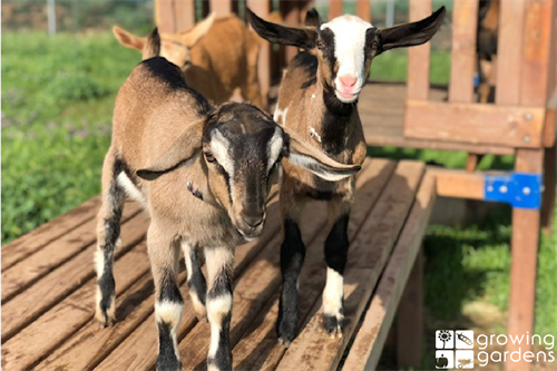 Our goats rotationally graze our farmland and provide great snuggles and smiles