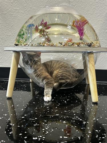 Gallery Image Fishbowl.jpg Gallery Image Fishbowl.jpg