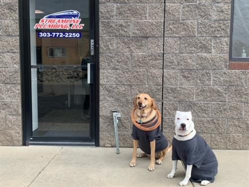 Gallery Image dogs_11.jpg