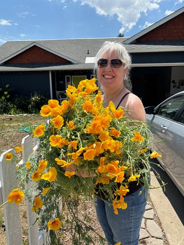Poppy harvest, Longmont Poppy harvest, Longmont