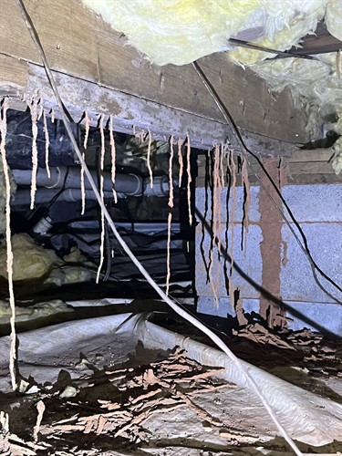 Termite tubes
