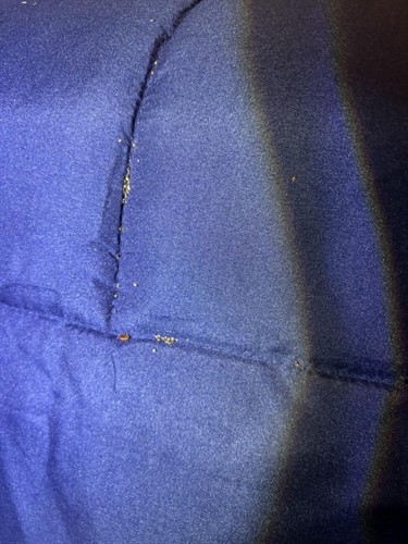 Bed Bugs