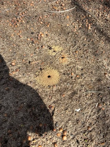 Miner bee holes in ground