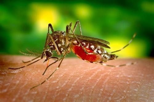 Gallery Image mosquito_2.jpg
