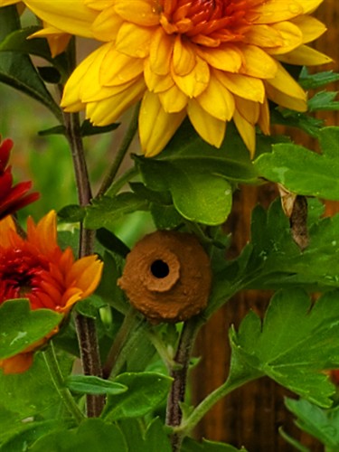 Mud Dauber nest