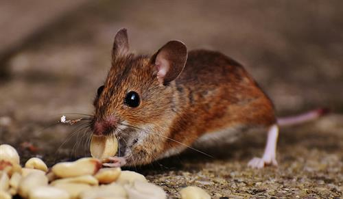 Gallery Image rat.jpg