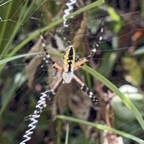 Gallery Image spider.jpg