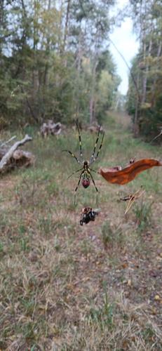 Gallery Image spider_red_belly_2.jpg