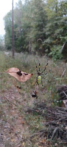 Gallery Image spider_yellow_belly_2.jpg