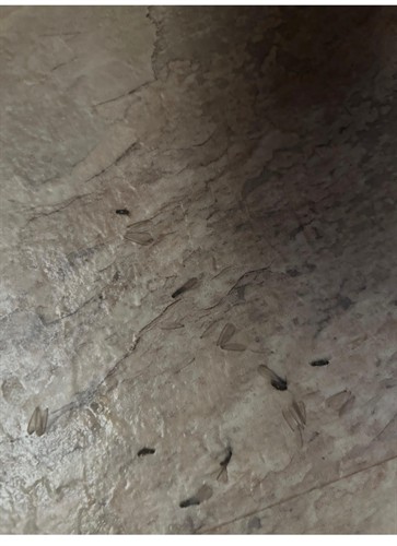 Subterranean termites