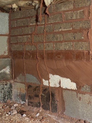Termite tubes