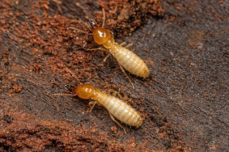 Gallery Image termites.jpg