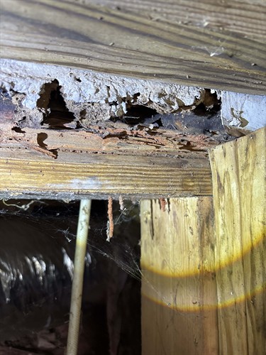 Termites ate wood