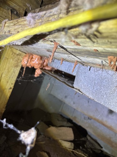 Termite tubes