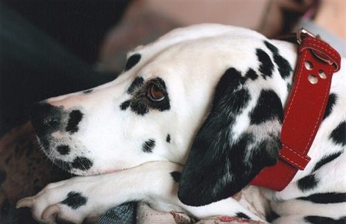 Dalmation