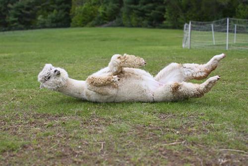 Weeee! Malawi takes a roll on the grass