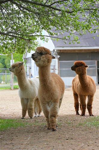 Handsome Herd Sire, Ludicrous, with his two of his sons