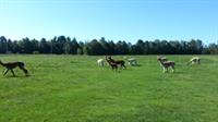 Our beautiful alpaca farm in Unity Maine