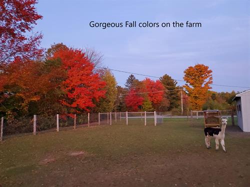 Fall on the farm is always gorgeous!