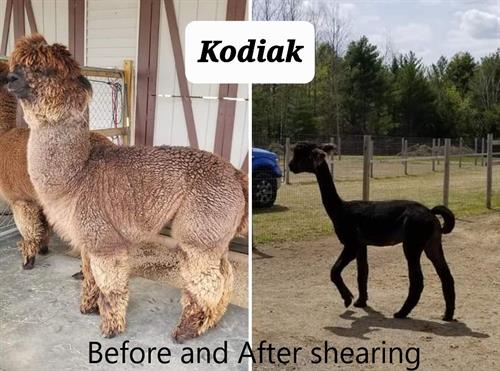 Kodiak, before and after our annual shearing