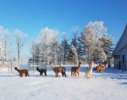 Our girls enjoying the winter weather