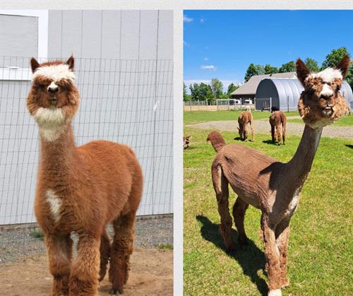 Riata before and after shearing