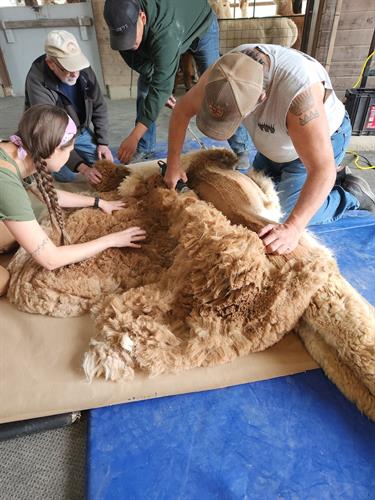 Our annual shearing
