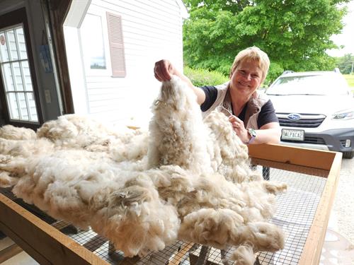 Farm owner, Corry, sorting a freshly shorn alpaca blanket