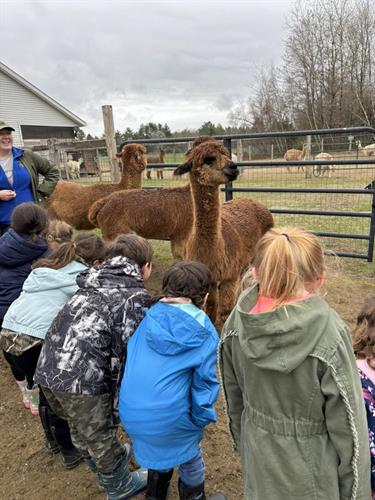 Both the kids and the alpacas love it!