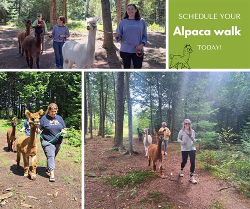 Book your alpaca walk today!