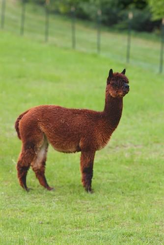 Our oldest girl, Izzy, looking good at 17!