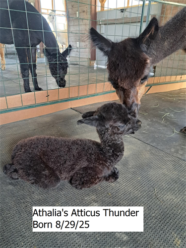 Our newest addition to the herd, Athalia's Atticus Thunder