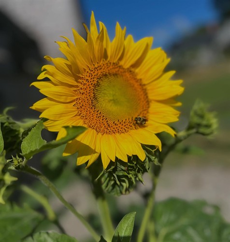 Sunflowers