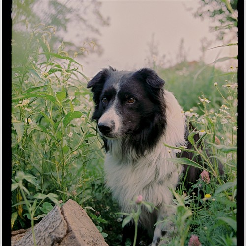 Gilley one of our Border Collies
