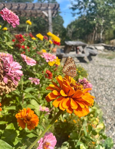 Flowers in the patio