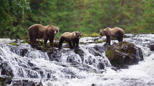 Gallery Image Alaska__bear_cubs.jpg